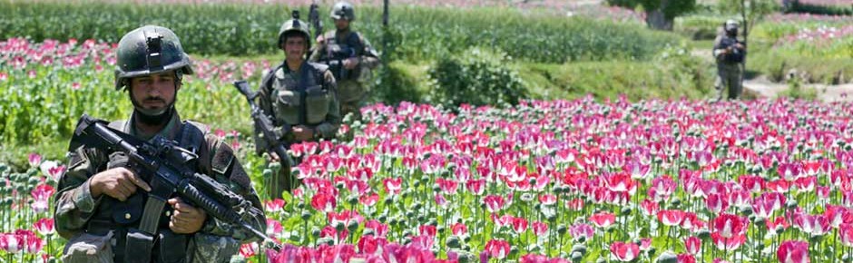 Schlafmohn und Opium: traurige Rekorde in Afghanistan