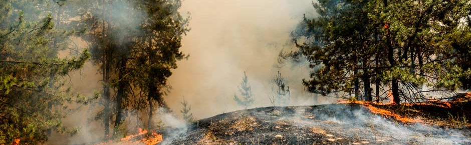 Waldbrände: Seit 2018 waren 1200 Soldaten im Löscheinsatz
