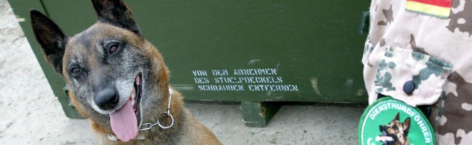 Sechs Bundeswehr-Diensthunde derzeit im Auslandseinsatz